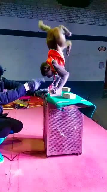 猴子表演杂技在线观看视频,在线观看猴子表演杂技的精彩瞬间